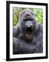 Male Silverback Mountain Gorilla Yawning, Volcanoes National Park, Rwanda, Africa-Eric Baccega-Framed Photographic Print