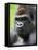 Male Silverback Western Lowland Gorilla Head Portrait, France-Eric Baccega-Framed Stretched Canvas