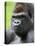 Male Silverback Western Lowland Gorilla Head Portrait, France-Eric Baccega-Stretched Canvas