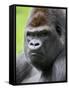 Male Silverback Western Lowland Gorilla Head Portrait, France-Eric Baccega-Framed Stretched Canvas