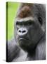 Male Silverback Western Lowland Gorilla Head Portrait, France-Eric Baccega-Stretched Canvas