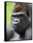 Male Silverback Western Lowland Gorilla Head Portrait, France-Eric Baccega-Framed Stretched Canvas