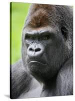 Male Silverback Western Lowland Gorilla Head Portrait, France-Eric Baccega-Stretched Canvas