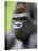 Male Silverback Western Lowland Gorilla Head Portrait, France-Eric Baccega-Stretched Canvas