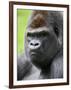 Male Silverback Western Lowland Gorilla Head Portrait, France-Eric Baccega-Framed Premium Photographic Print