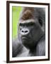 Male Silverback Western Lowland Gorilla Head Portrait, France-Eric Baccega-Framed Premium Photographic Print