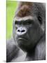 Male Silverback Western Lowland Gorilla Head Portrait, France-Eric Baccega-Mounted Premium Photographic Print