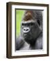 Male Silverback Western Lowland Gorilla Head Portrait, France-Eric Baccega-Framed Premium Photographic Print