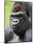 Male Silverback Western Lowland Gorilla Head Portrait, France-Eric Baccega-Mounted Premium Photographic Print