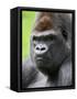 Male Silverback Western Lowland Gorilla Head Portrait, France-Eric Baccega-Framed Stretched Canvas