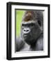 Male Silverback Western Lowland Gorilla Head Portrait, France-Eric Baccega-Framed Photographic Print