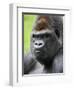 Male Silverback Western Lowland Gorilla Head Portrait, France-Eric Baccega-Framed Photographic Print