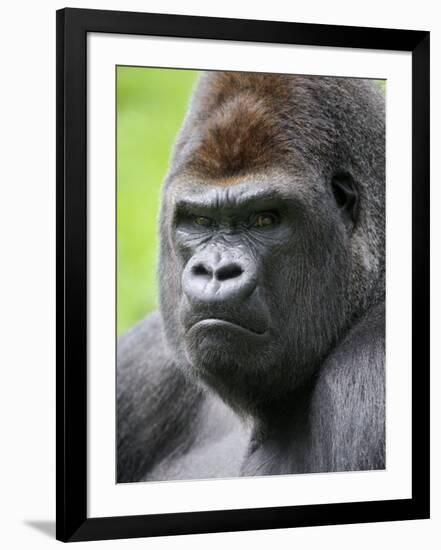 Male Silverback Western Lowland Gorilla Head Portrait, France-Eric Baccega-Framed Photographic Print