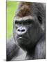 Male Silverback Western Lowland Gorilla Head Portrait, France-Eric Baccega-Mounted Photographic Print