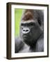 Male Silverback Western Lowland Gorilla Head Portrait, France-Eric Baccega-Framed Photographic Print