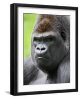 Male Silverback Western Lowland Gorilla Head Portrait, France-Eric Baccega-Framed Photographic Print