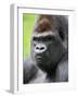 Male Silverback Western Lowland Gorilla Head Portrait, France-Eric Baccega-Framed Photographic Print