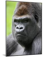 Male Silverback Western Lowland Gorilla Head Portrait, France-Eric Baccega-Mounted Photographic Print