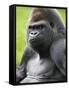 Male Silverback Western Lowland Gorilla Portrait, France-Eric Baccega-Framed Stretched Canvas