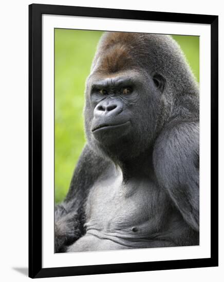 Male Silverback Western Lowland Gorilla Portrait, France-Eric Baccega-Framed Premium Photographic Print