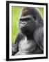 Male Silverback Western Lowland Gorilla Portrait, France-Eric Baccega-Framed Premium Photographic Print