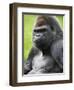 Male Silverback Western Lowland Gorilla Portrait, France-Eric Baccega-Framed Premium Photographic Print