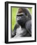 Male Silverback Western Lowland Gorilla Portrait, France-Eric Baccega-Framed Premium Photographic Print