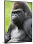 Male Silverback Western Lowland Gorilla Portrait, France-Eric Baccega-Mounted Premium Photographic Print