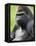 Male Silverback Western Lowland Gorilla Portrait, France-Eric Baccega-Framed Stretched Canvas