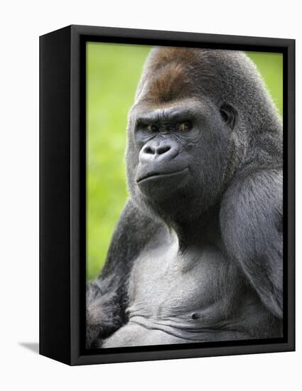 Male Silverback Western Lowland Gorilla Portrait, France-Eric Baccega-Framed Stretched Canvas