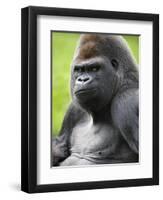 Male Silverback Western Lowland Gorilla Portrait, France-Eric Baccega-Framed Photographic Print