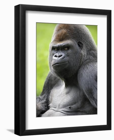 Male Silverback Western Lowland Gorilla Portrait, France-Eric Baccega-Framed Photographic Print