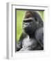 Male Silverback Western Lowland Gorilla Portrait, France-Eric Baccega-Framed Photographic Print