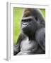 Male Silverback Western Lowland Gorilla Portrait, France-Eric Baccega-Framed Photographic Print