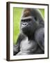 Male Silverback Western Lowland Gorilla Portrait, France-Eric Baccega-Framed Photographic Print