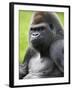 Male Silverback Western Lowland Gorilla Portrait, France-Eric Baccega-Framed Photographic Print