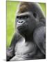 Male Silverback Western Lowland Gorilla Portrait, France-Eric Baccega-Mounted Photographic Print