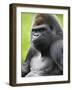 Male Silverback Western Lowland Gorilla Portrait, France-Eric Baccega-Framed Photographic Print