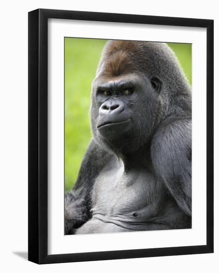 Male Silverback Western Lowland Gorilla Portrait, France-Eric Baccega-Framed Photographic Print