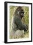 Male Silverback Western Lowland Gorilla Sitting Portrait (Gorilla Gorilla Gorilla) Uk-T^j^ Rich-Framed Photographic Print