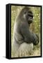 Male Silverback Western Lowland Gorilla Sitting Portrait (Gorilla Gorilla Gorilla) Uk-T^j^ Rich-Framed Stretched Canvas