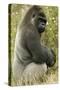 Male Silverback Western Lowland Gorilla Sitting Portrait (Gorilla Gorilla Gorilla) Uk-T^j^ Rich-Stretched Canvas