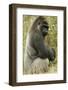 Male Silverback Western Lowland Gorilla Sitting Portrait (Gorilla Gorilla Gorilla) Uk-T^j^ Rich-Framed Photographic Print