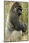 Male Silverback Western Lowland Gorilla Sitting Portrait (Gorilla Gorilla Gorilla) Uk-T^j^ Rich-Mounted Photographic Print