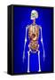 Male Skeleton with Internal Organs on Blue Background-null-Framed Stretched Canvas