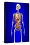 Male Skeleton with Internal Organs on Blue Background-null-Stretched Canvas