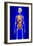 Male Skeleton with Internal Organs on Blue Background-null-Framed Art Print