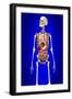 Male Skeleton with Internal Organs on Blue Background-null-Framed Art Print