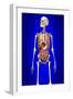 Male Skeleton with Internal Organs on Blue Background-null-Framed Art Print