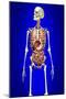 Male Skeleton with Internal Organs on Blue Background-null-Mounted Art Print